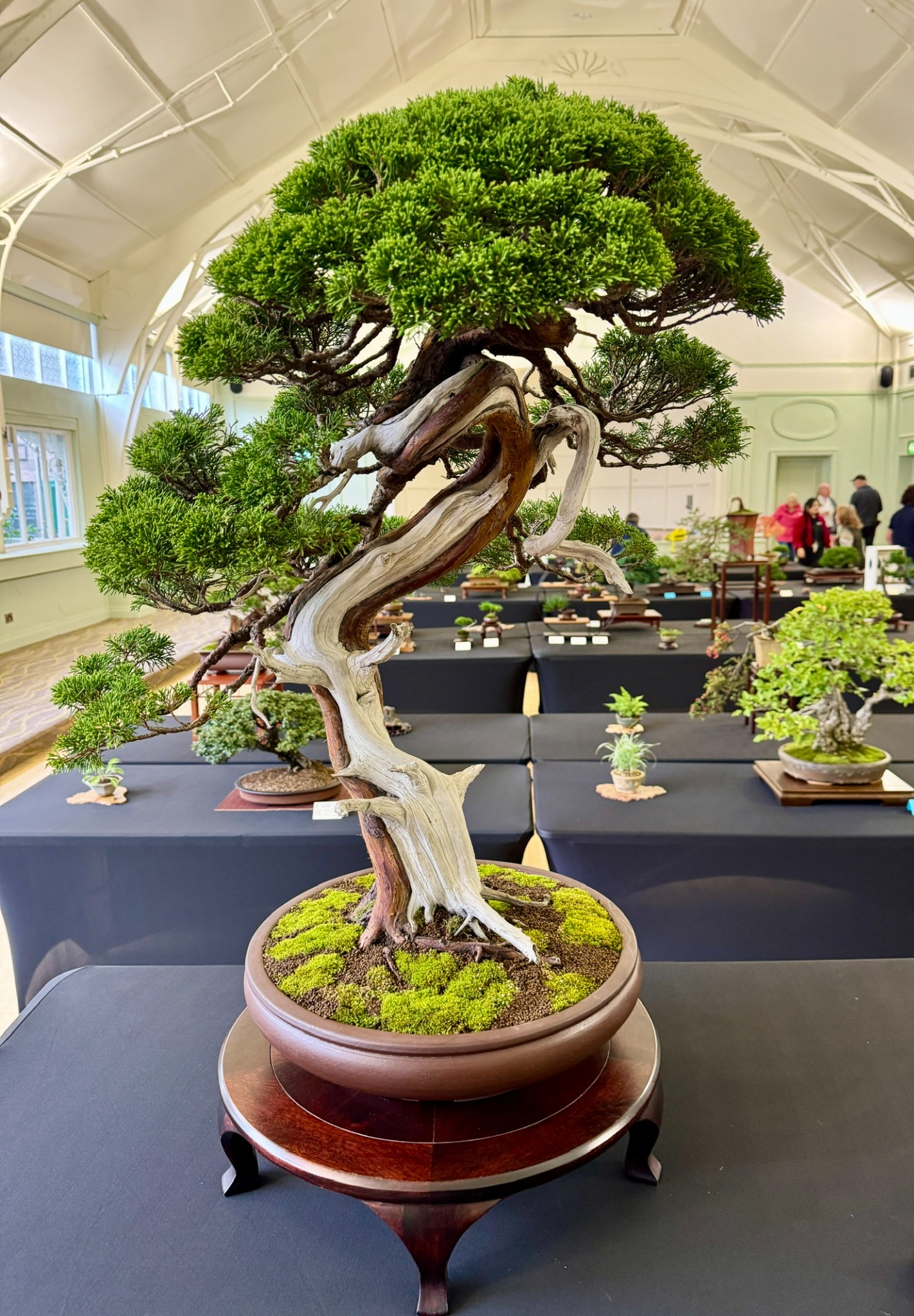 Juniper bonsai with twisting deadwood at the 2025 Annual Show