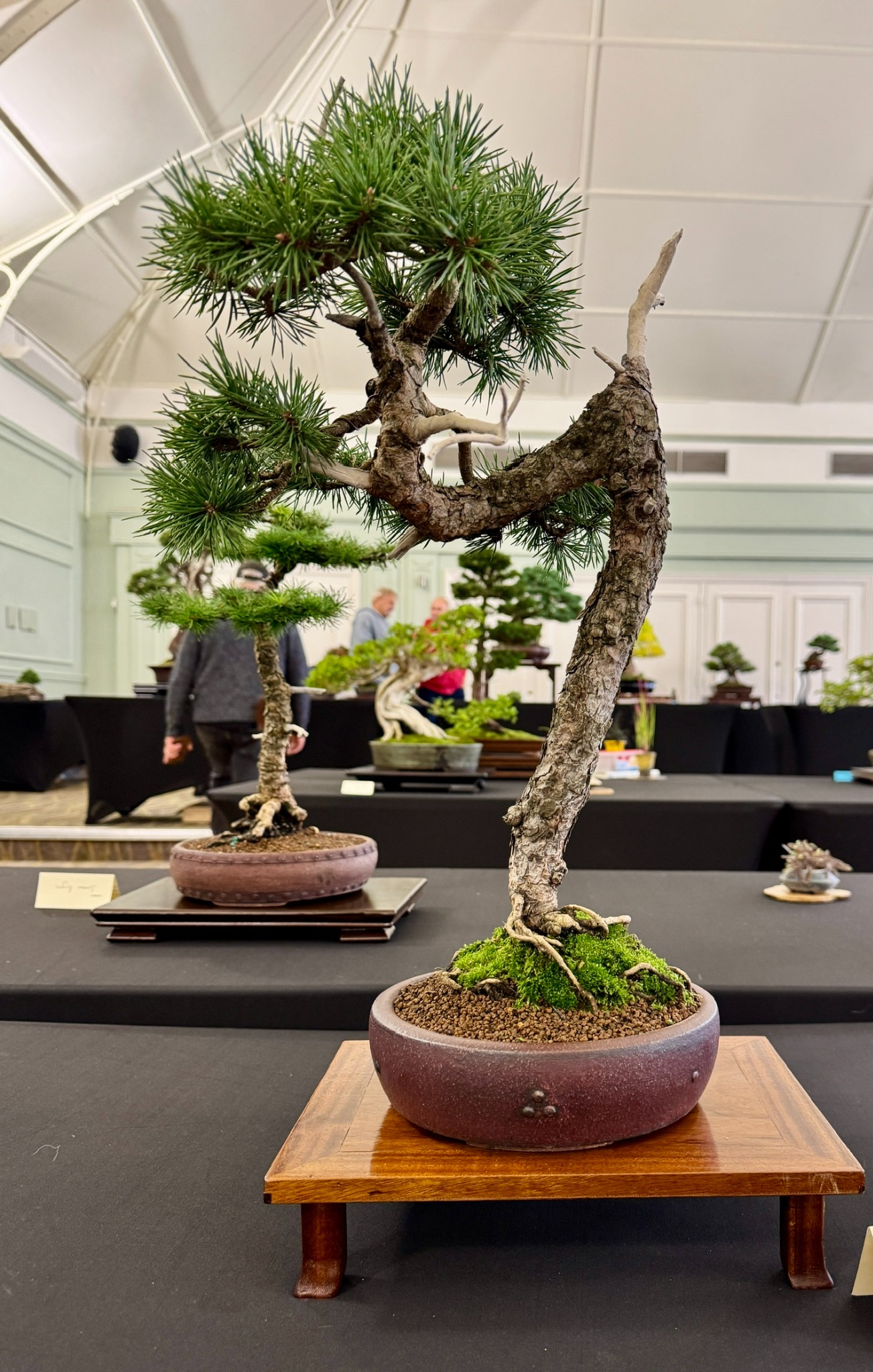 Pine bonsai on a wooden stand at the Botanical Gardens