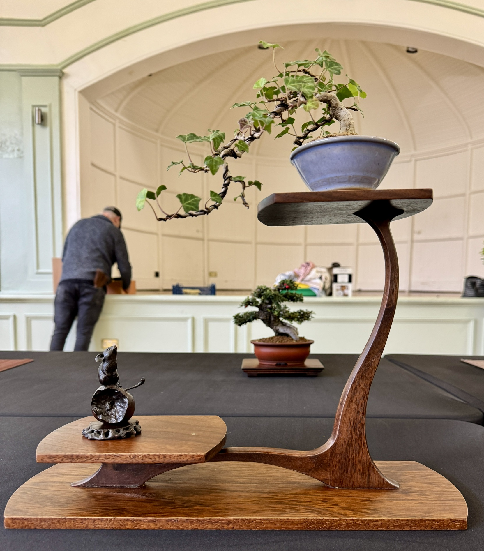 Cascading bonsai on a curved wooden display stand