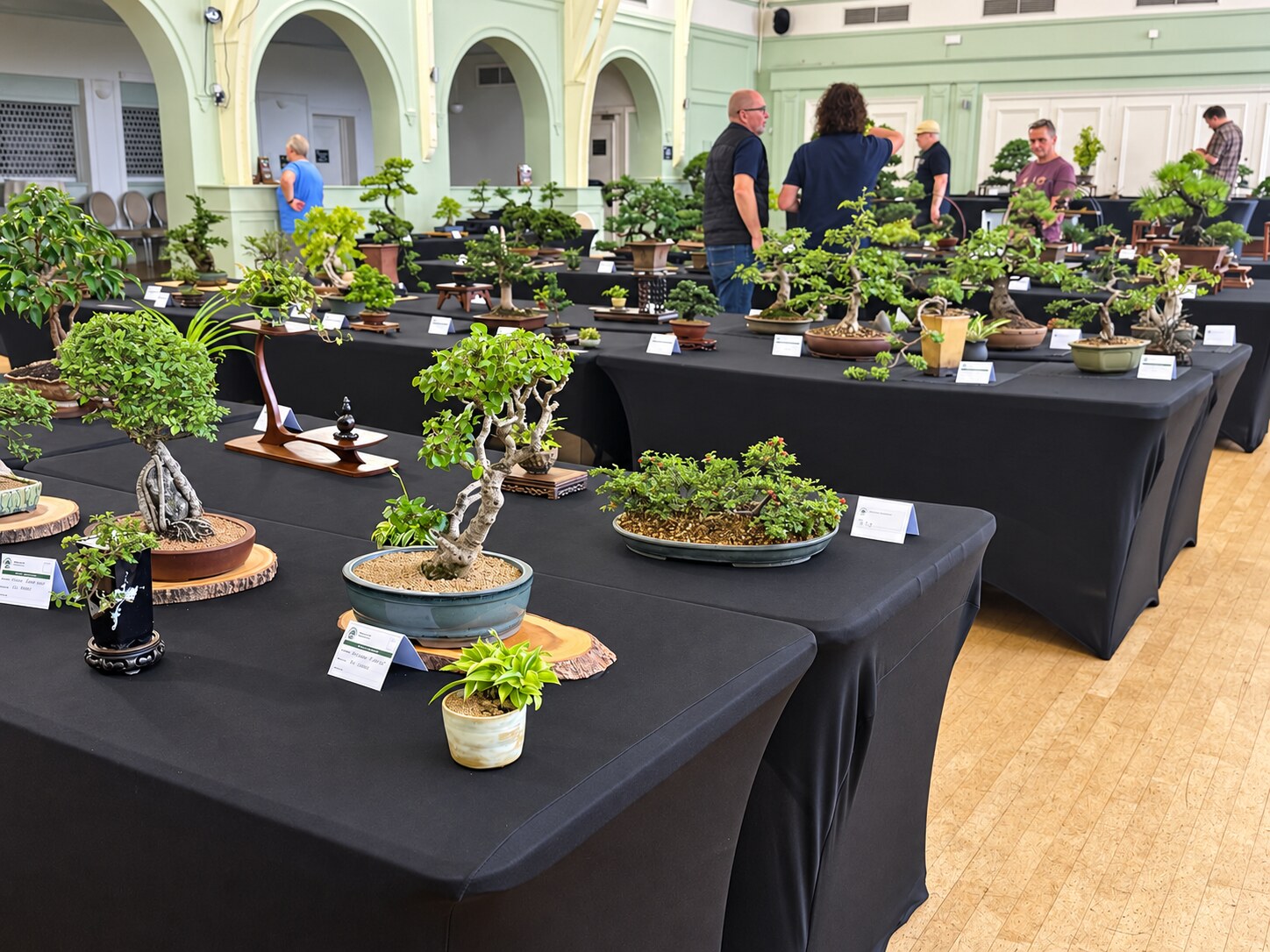 Bonsai displays and visitors at the South Staffs Annual Bonsai Show 2026