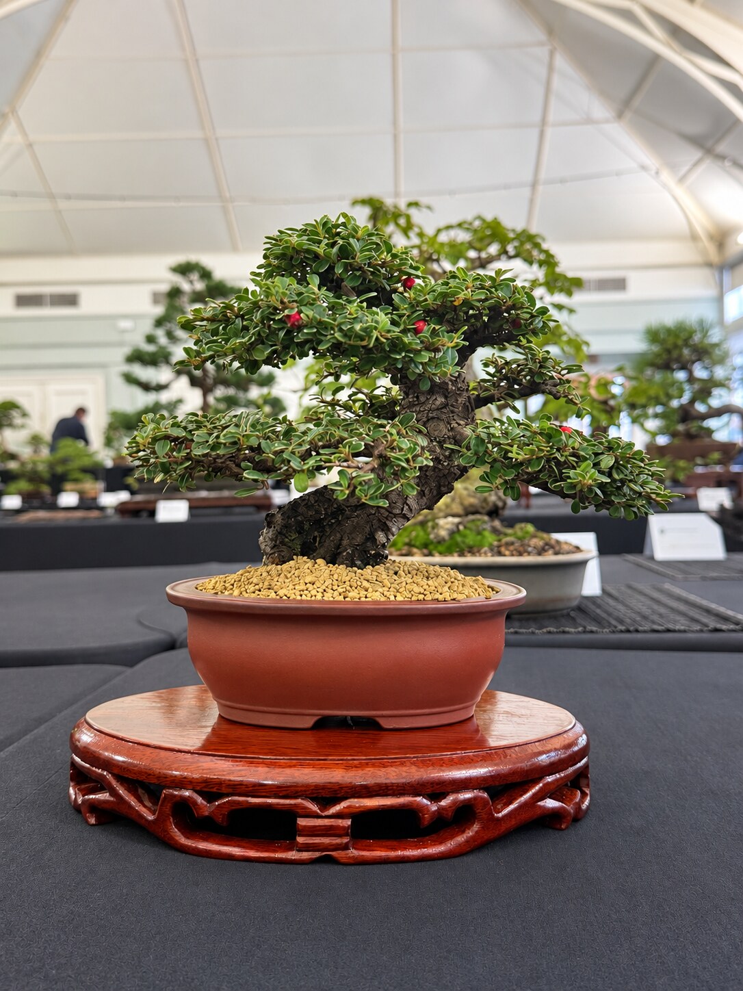 Compact fruiting bonsai displayed on a carved wooden stand
