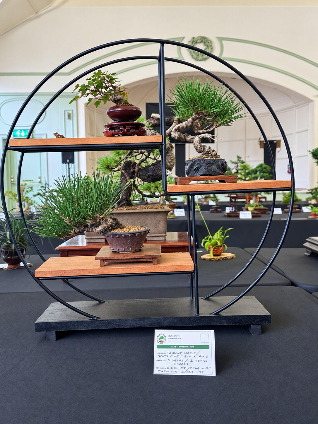 Small bonsai arranged in a circular display frame