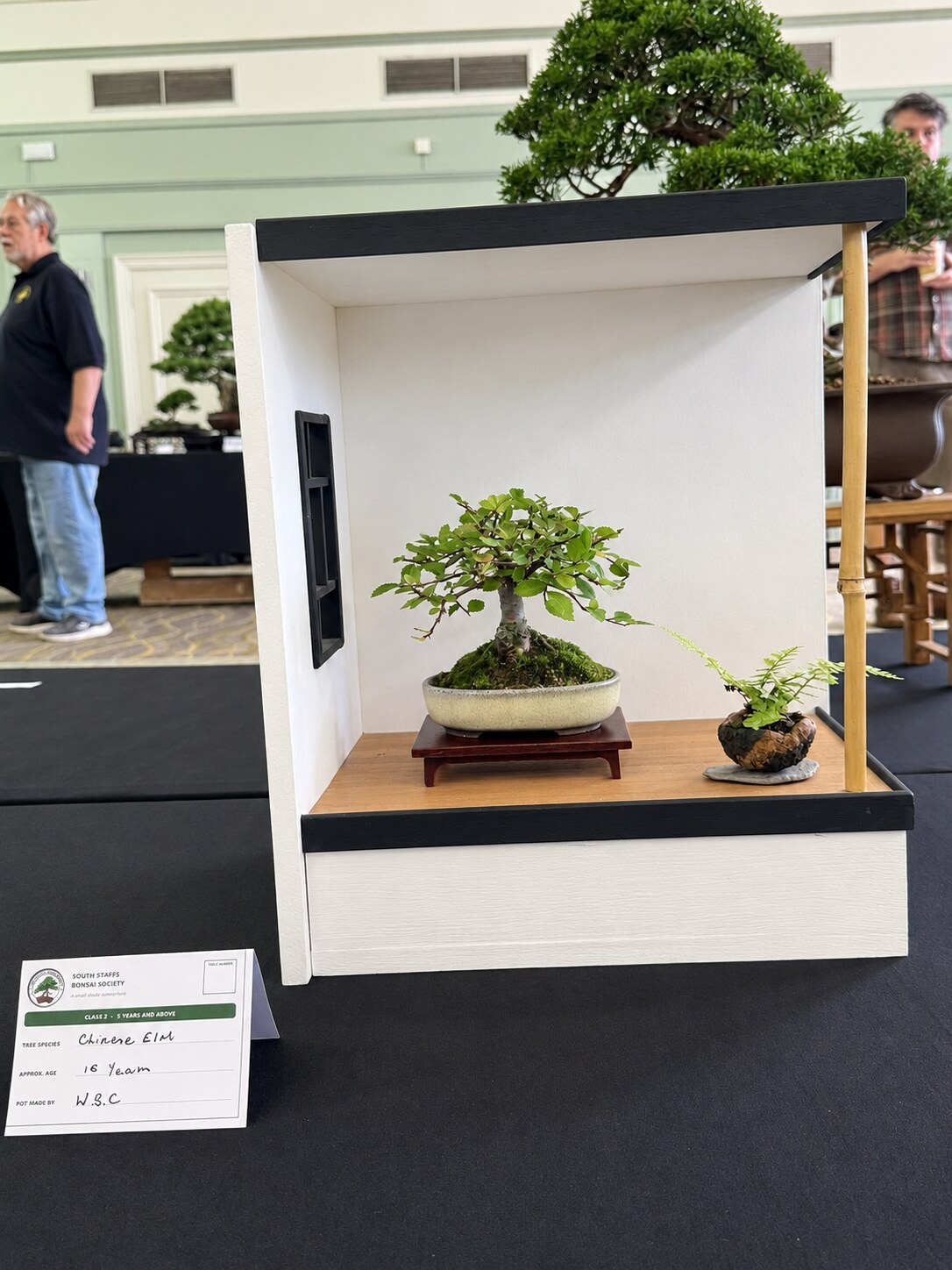 Chinese elm and accent plant in a formal display