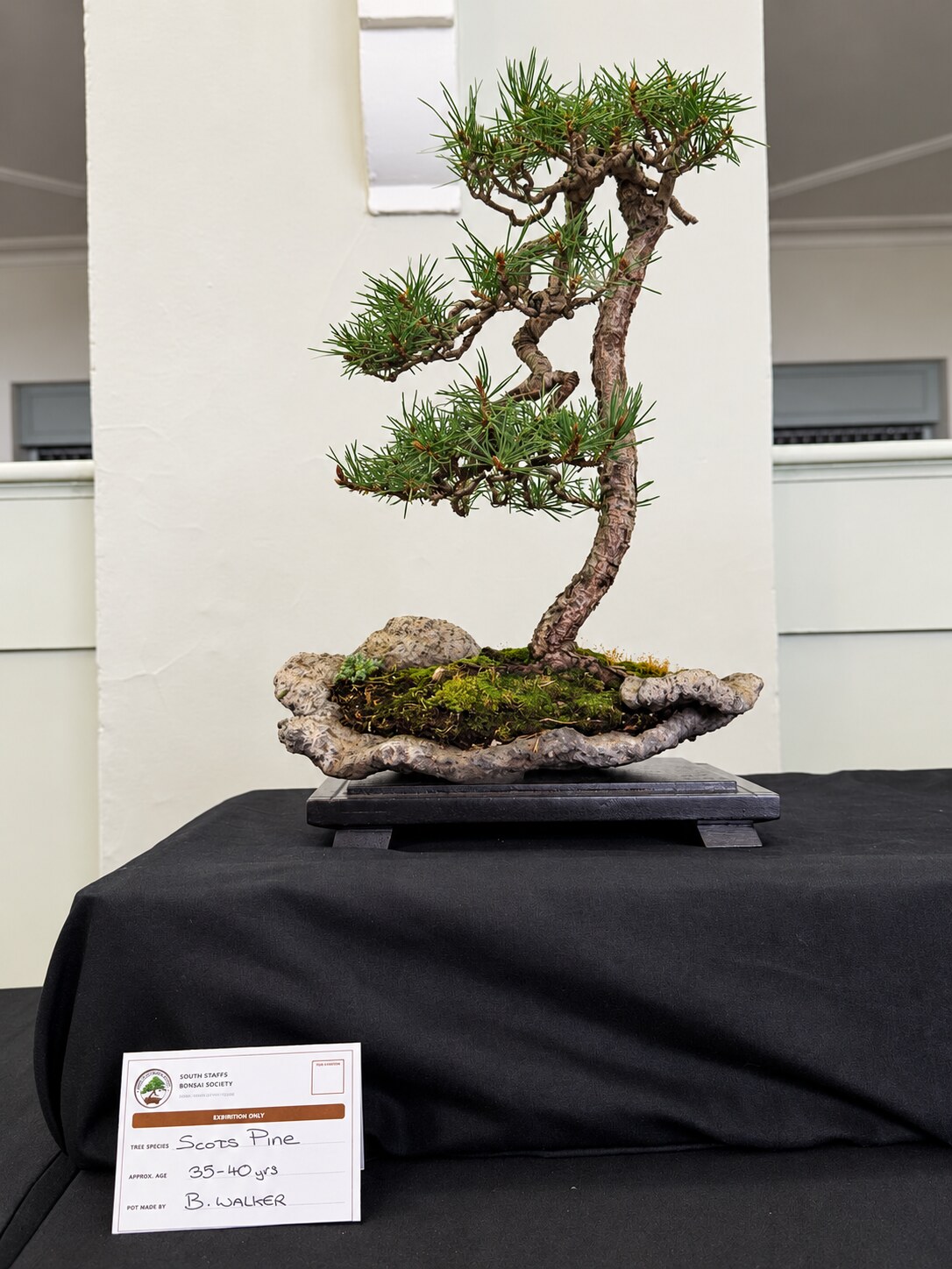 Scots pine bonsai in a naturalistic stone container