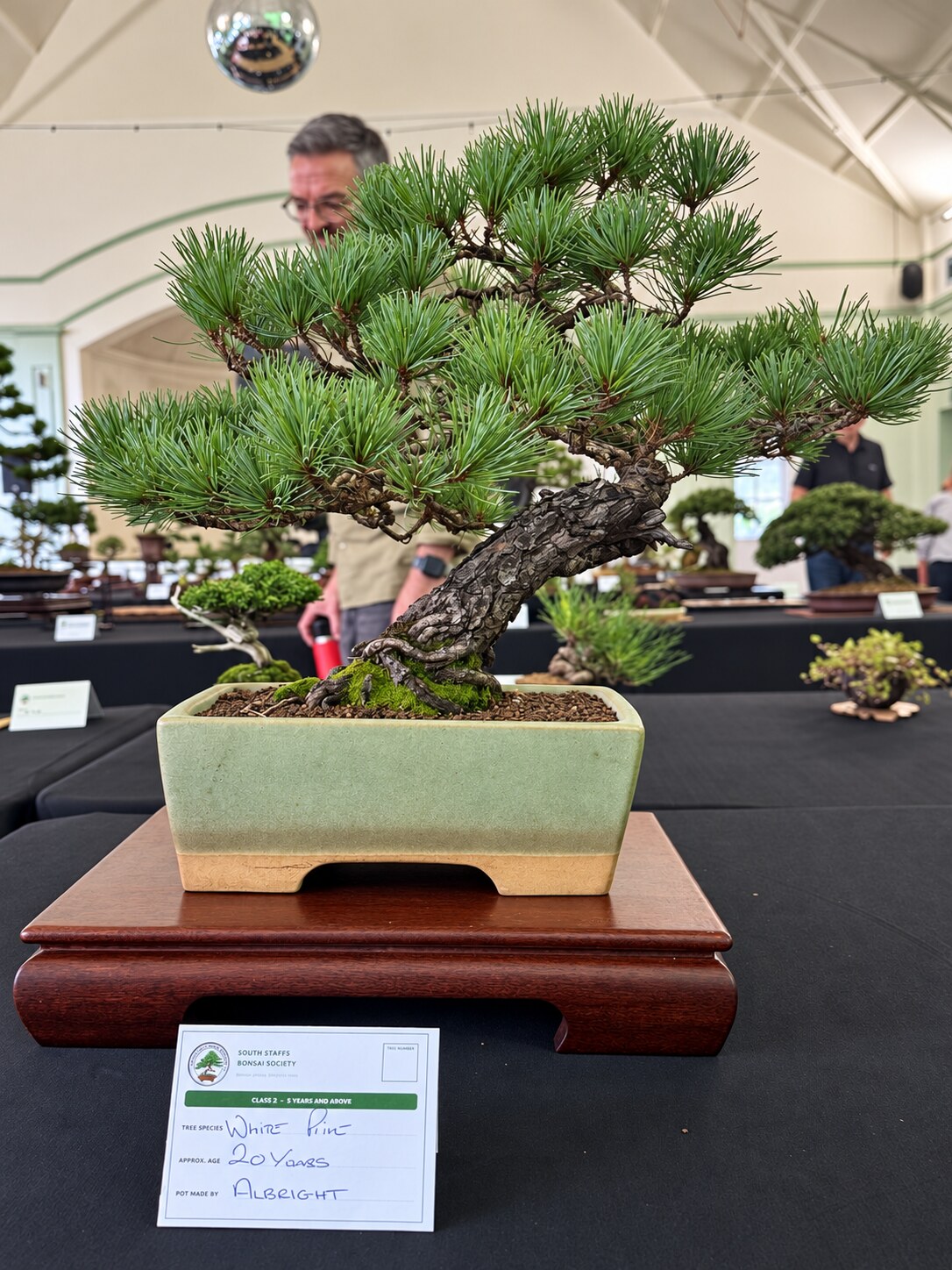 White pine bonsai in a green rectangular pot