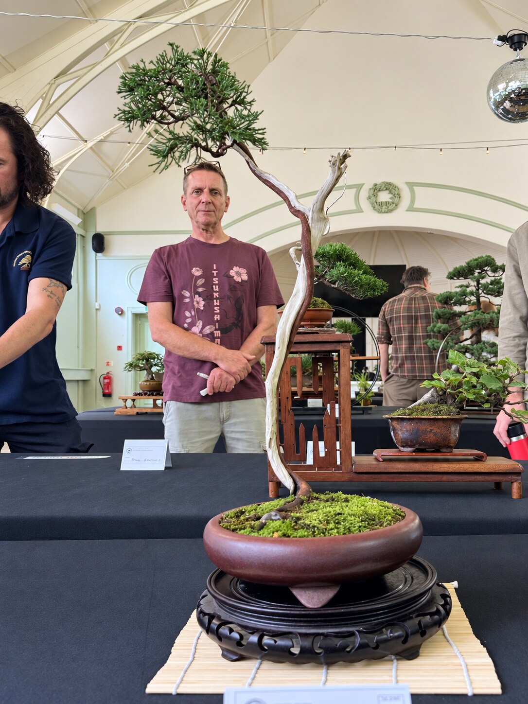 Slender juniper bonsai with dramatic deadwood