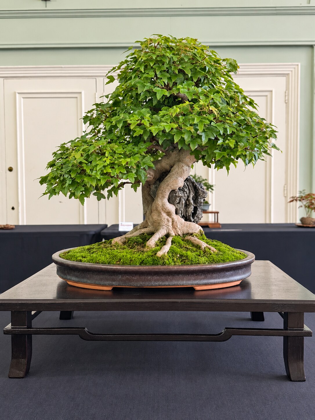 Mature broadleaf bonsai at the Annual Bonsai Show 2026
