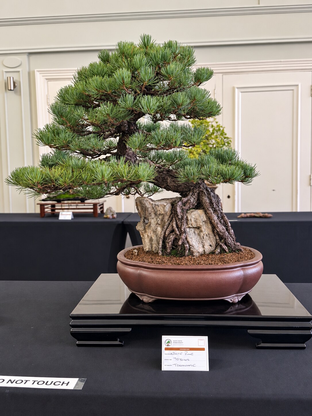 Mature white pine bonsai with rugged deadwood in an oval pot