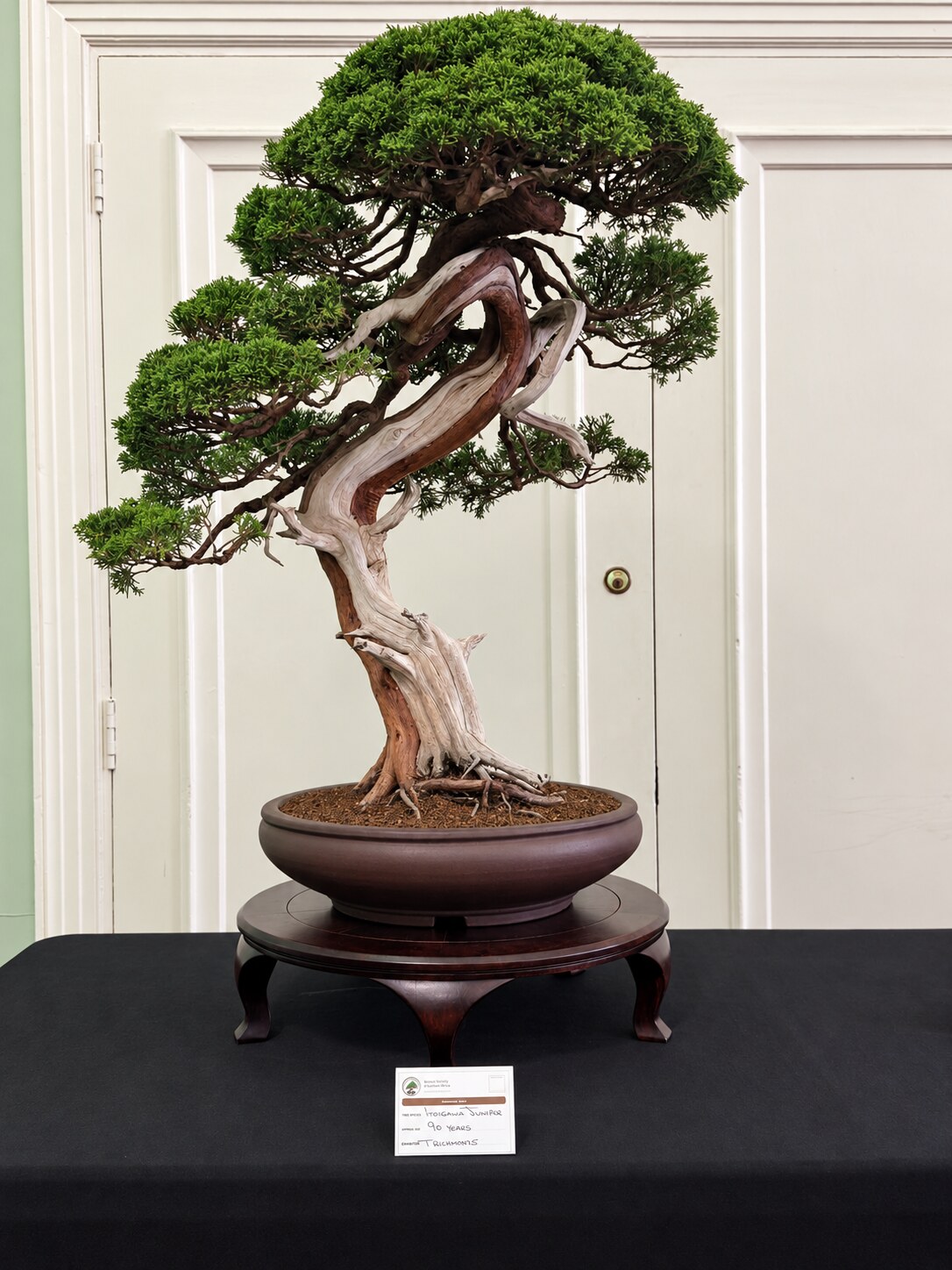 Dramatic deadwood juniper bonsai on a round display stand
