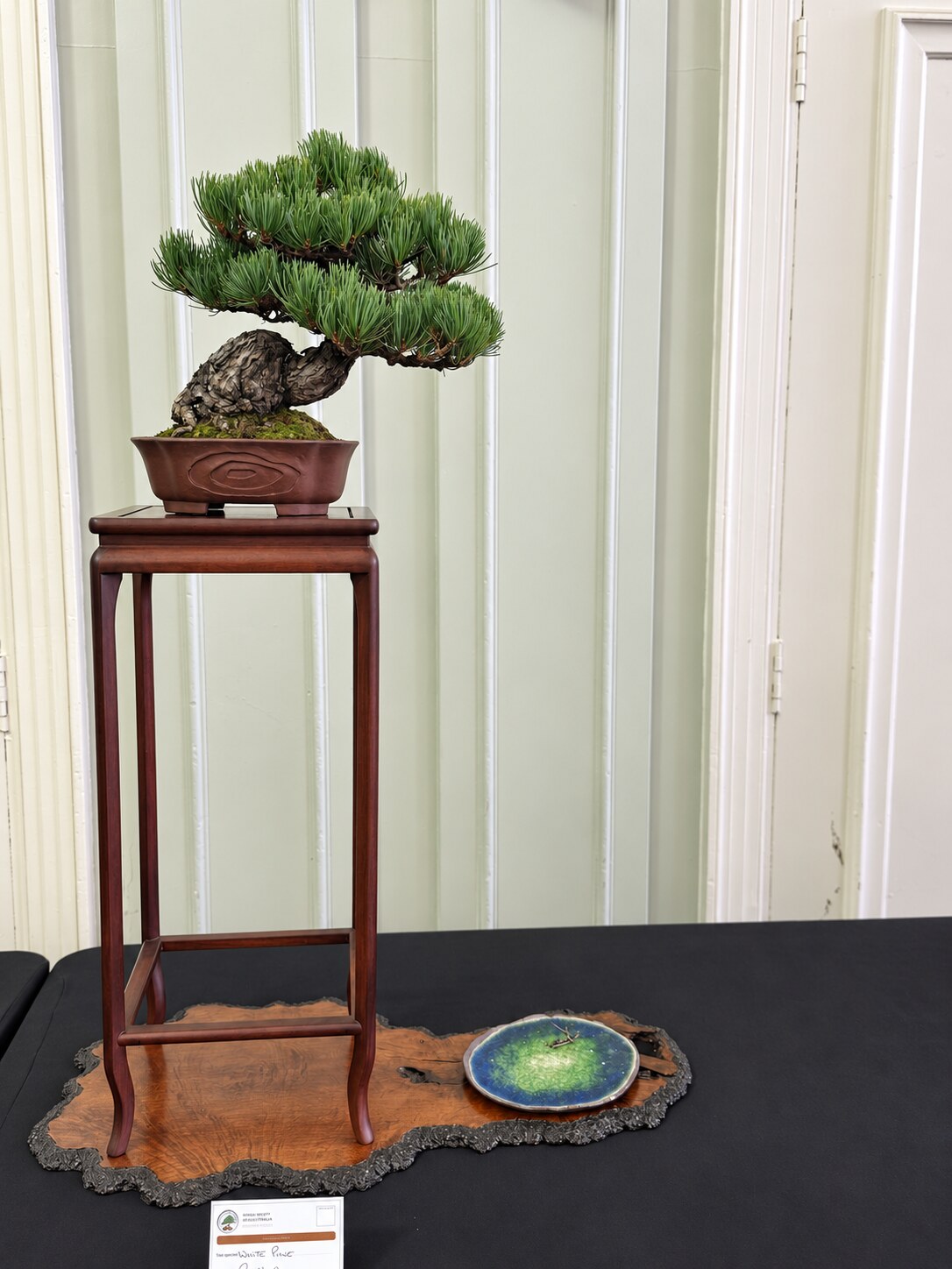Compact white pine bonsai on a tall wooden stand with an accent dish