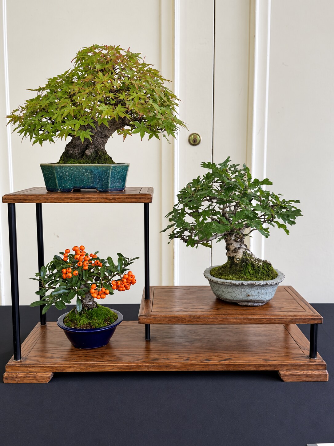 Three bonsai arranged on a tiered wooden display