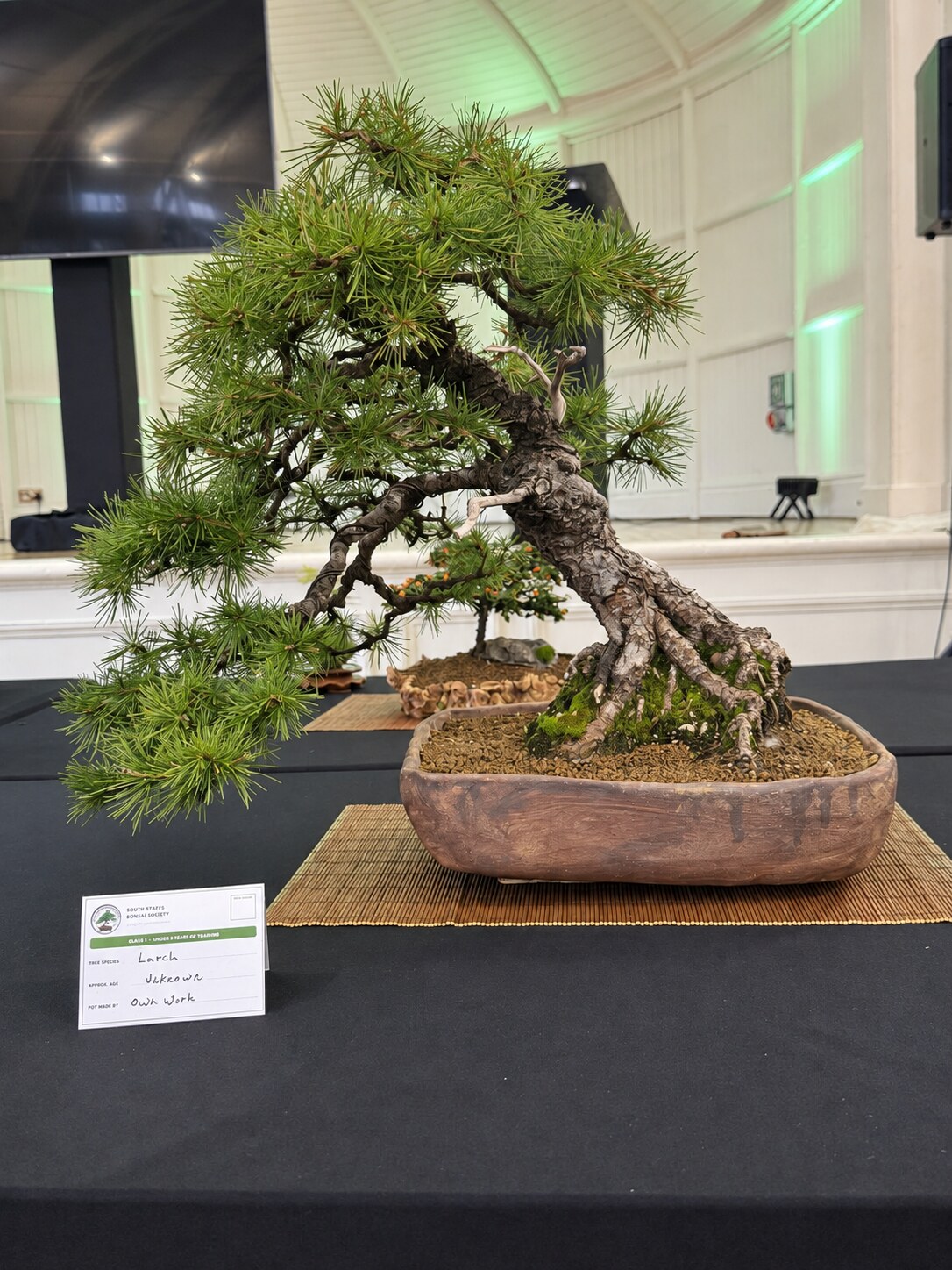 Larch bonsai in a rectangular pot at the Annual Bonsai Show 2026