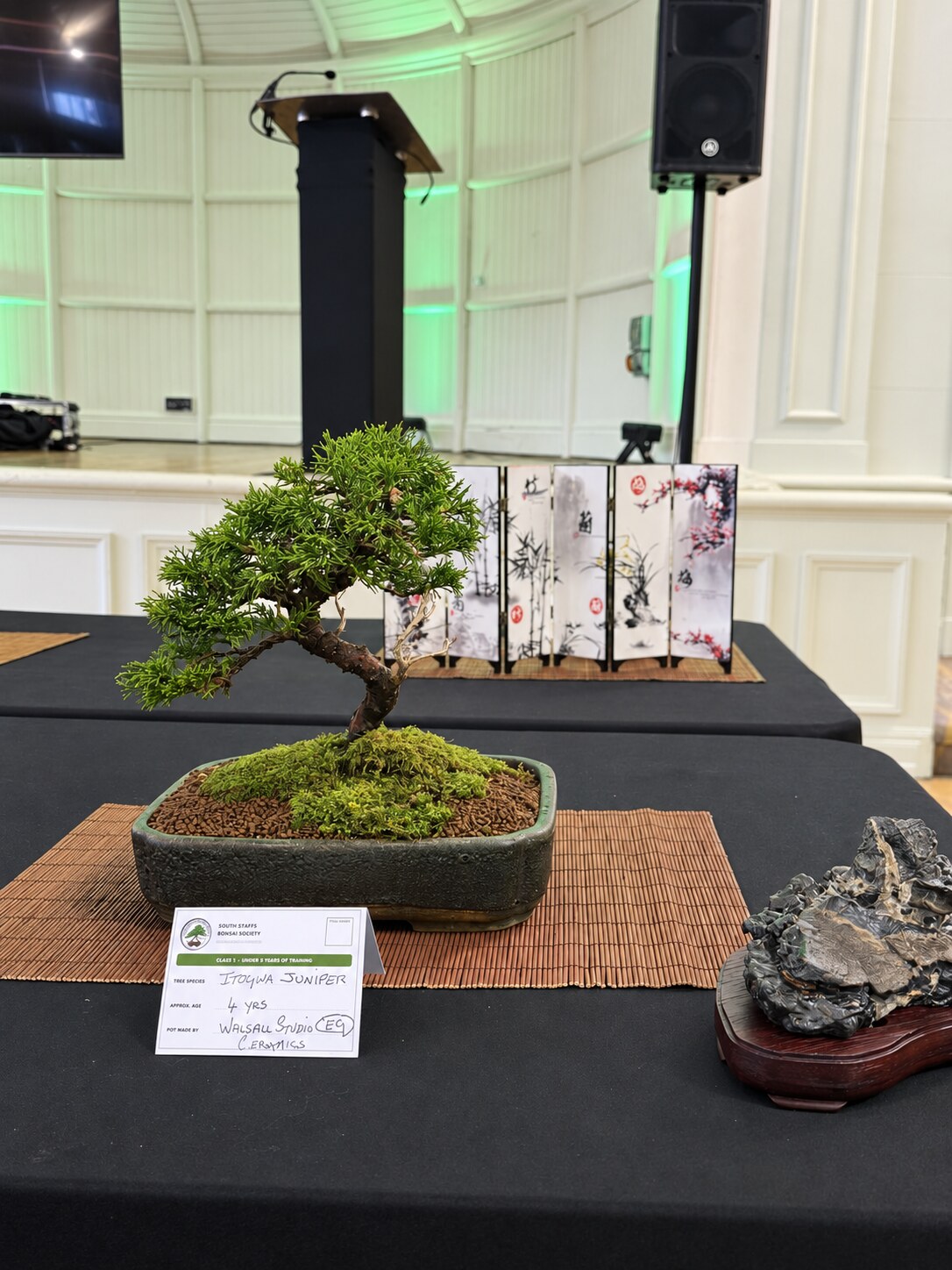 Young juniper bonsai displayed with a viewing stone and screen