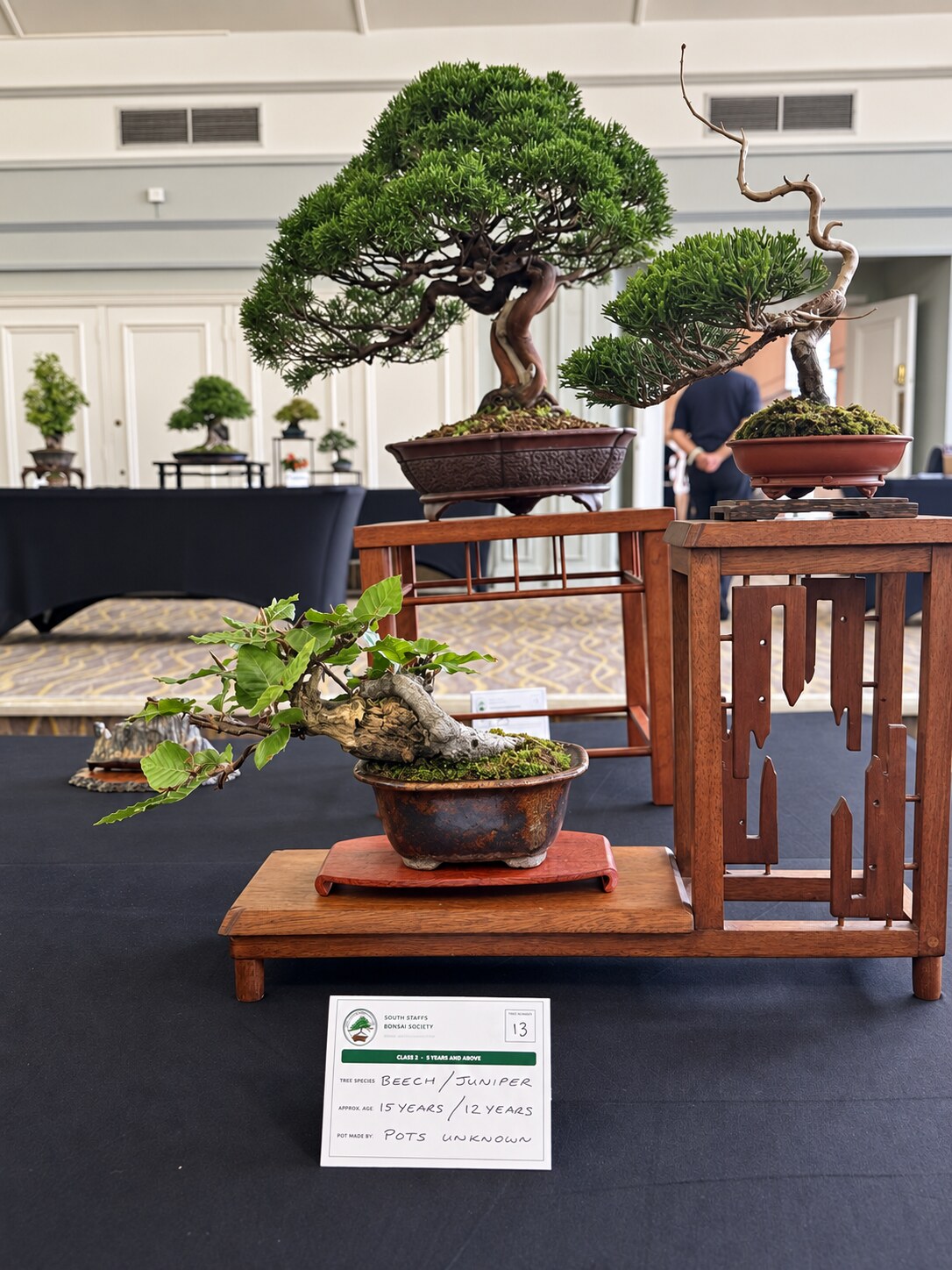 Multi-level bonsai display with beech and juniper trees