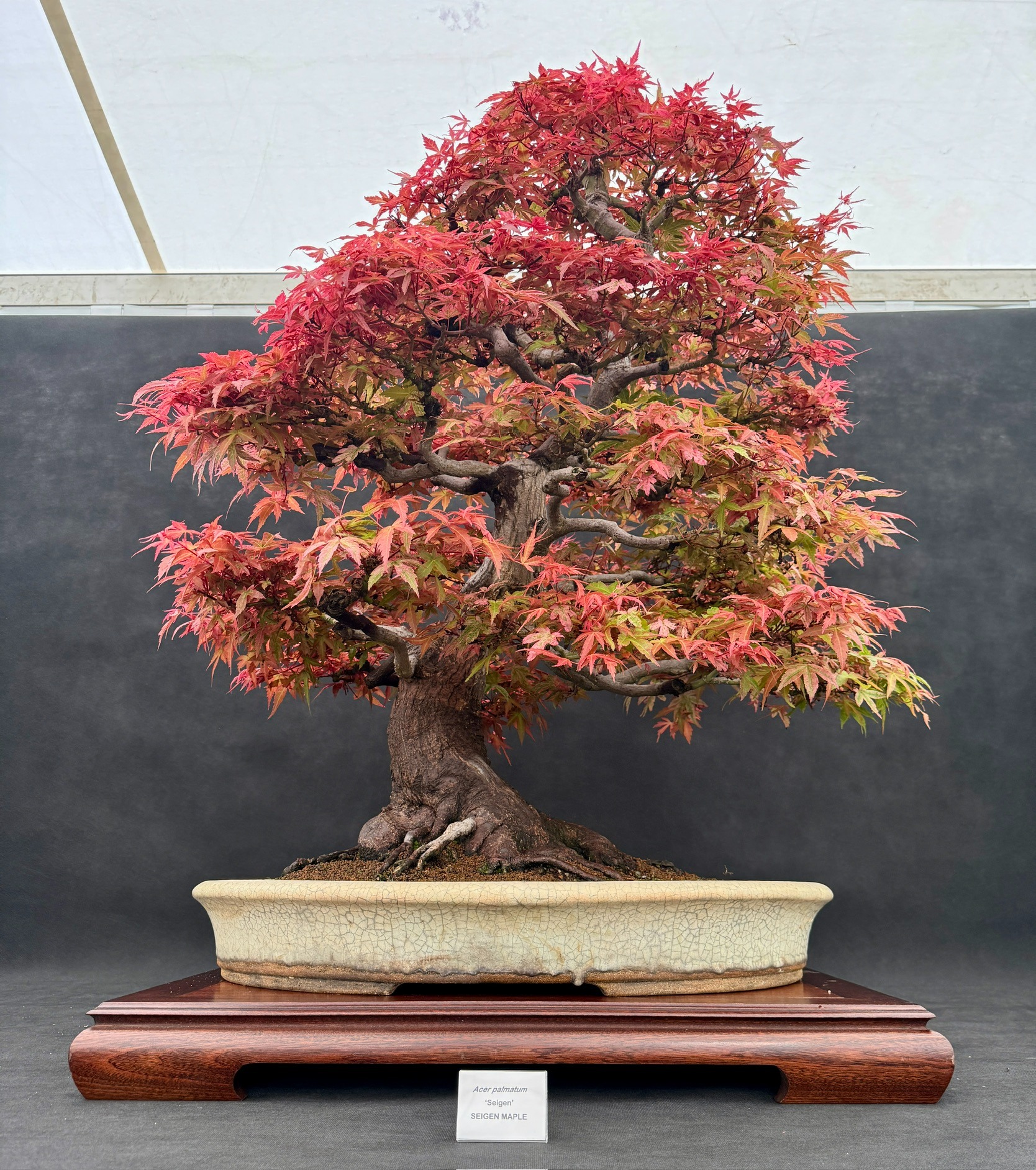 Red-leaved Seigen maple bonsai on its display stand