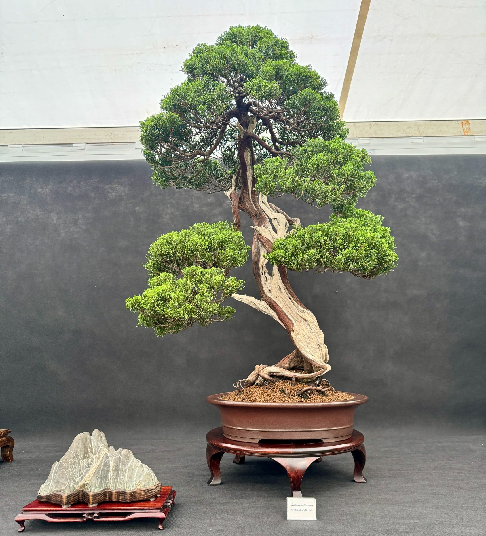 Chinese juniper bonsai with sculptural deadwood beside a viewing stone