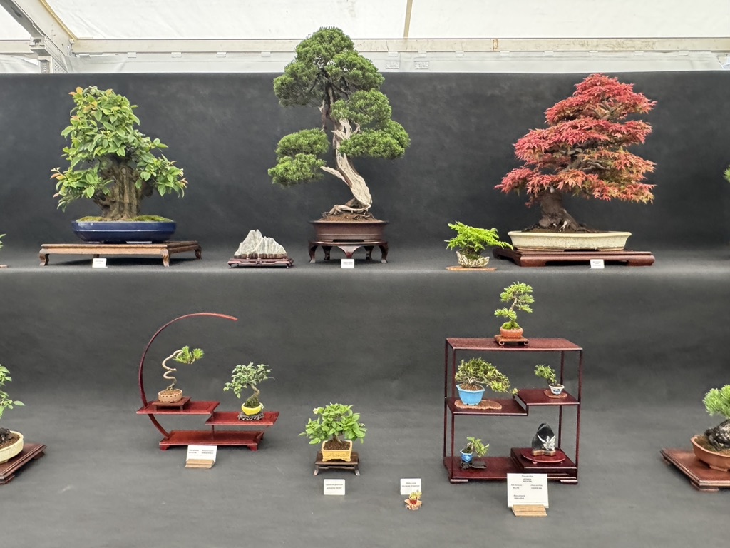 Large and miniature bonsai arranged on the society exhibition stand